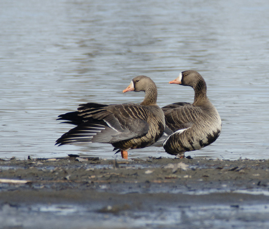 Greater White-front Geese