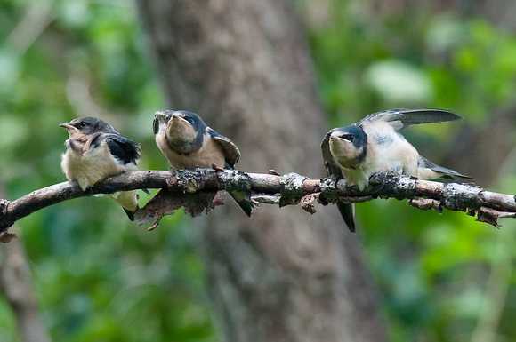 Juvenile Barn Swallows