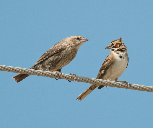 Lark Sparrow and Juvenile Cowbird