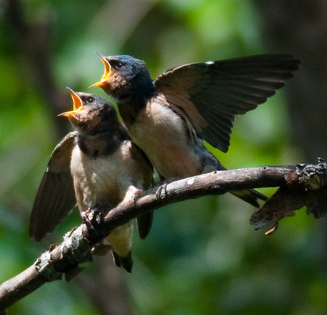 Juvenile Barn Swallows